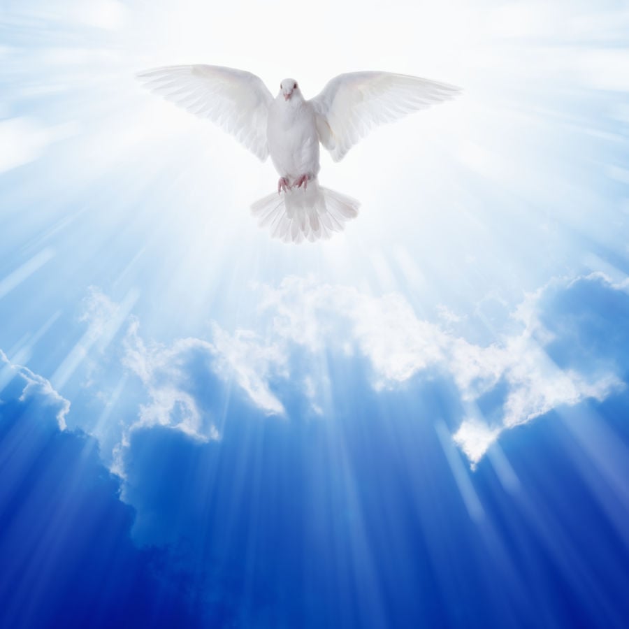 What Happened to the Dove? | Catholic Answers Magazine