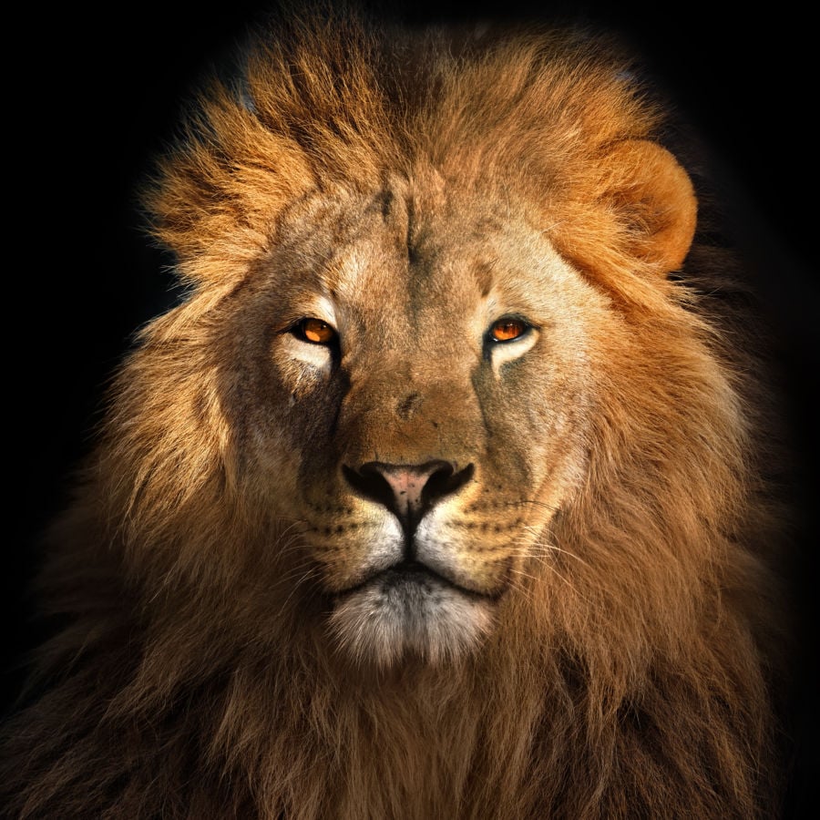 No, Truth Is Not Like a Lion | Catholic Answers Magazine