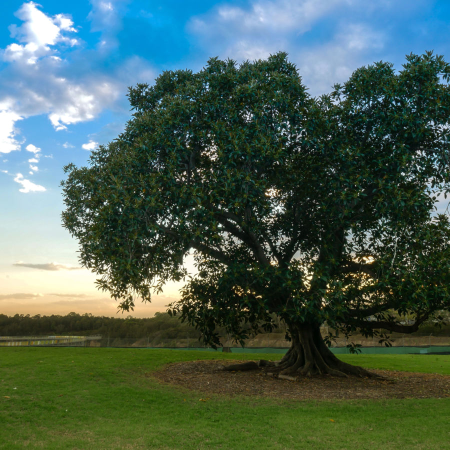 The Timing Of The Fig Tree Catholic Answers