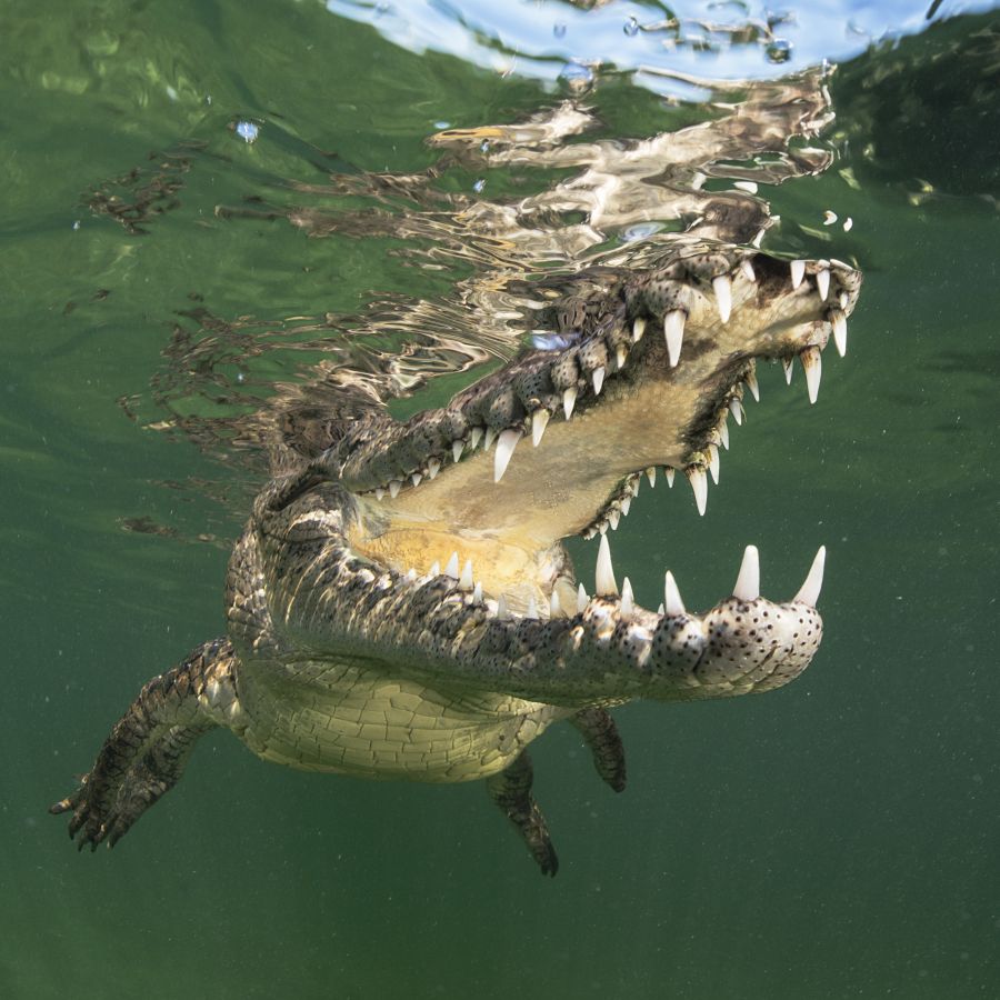 The Axe Murderer and the Crocodile | Catholic Answers Magazine