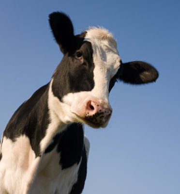 Pro-Life Cow