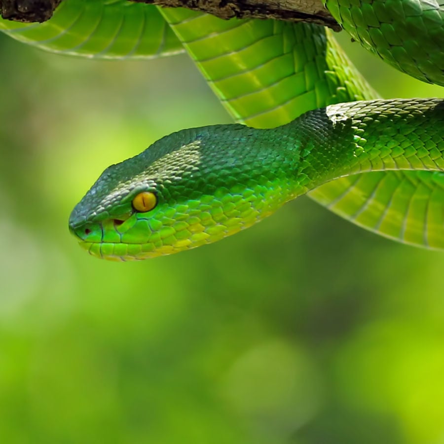 St. Paul and the Malta Snakes Catholic Answers Q&A