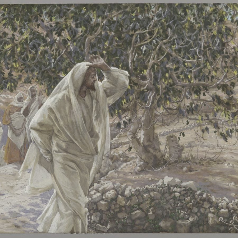 Why Jesus the Fig Tree? | Catholic Answers